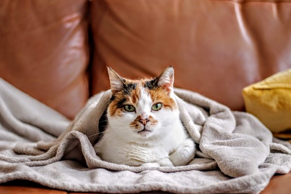 Les astuces pour nettoyer un chat qui n'affectionne pas l'eau